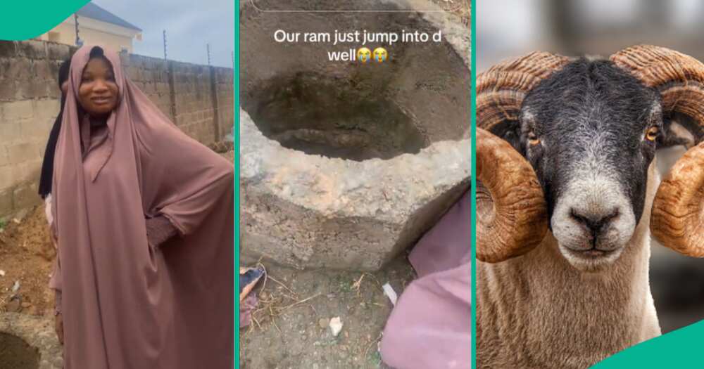 "It's over N300k": Ram escapes from owner, jumps inside well to hide