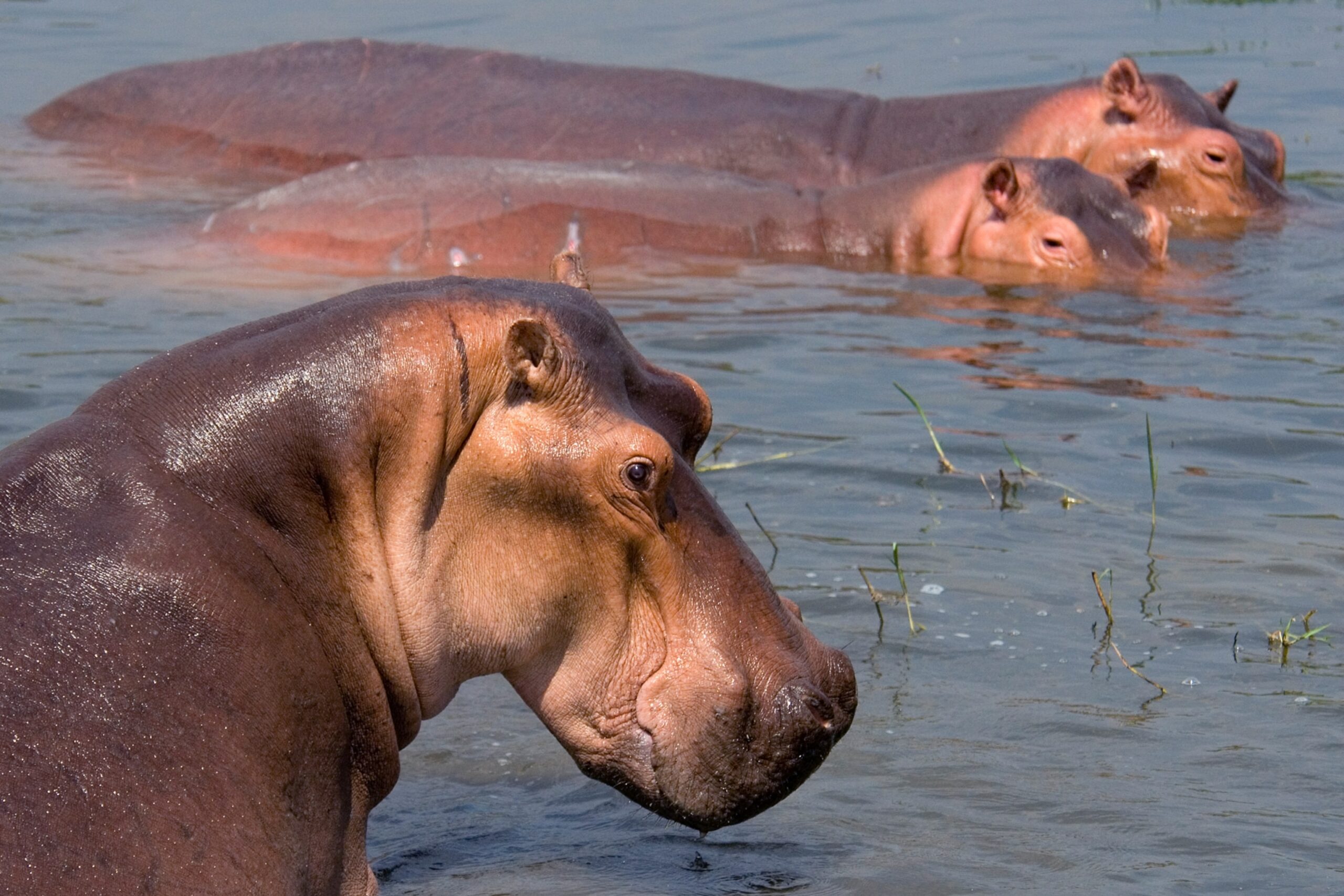 Hippopotamus attacks, kills man in Kebbi