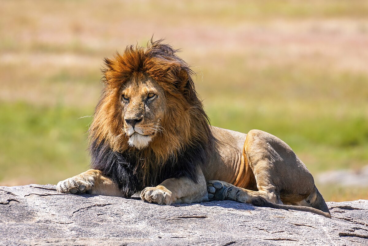 Ogun: Lion kills handler at Obasanjo Presidential Library Wildlife Park