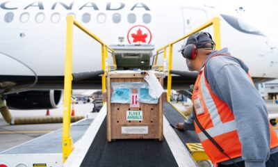 Air Canada Cargo Transports White-Nosed Coati to U.S. Zoo