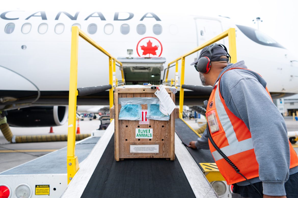 Air Canada Cargo Transports White-Nosed Coati to U.S. Zoo