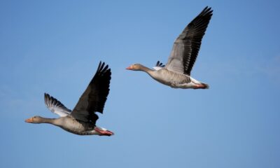 Bird Strikes: The Dangers and Consequences