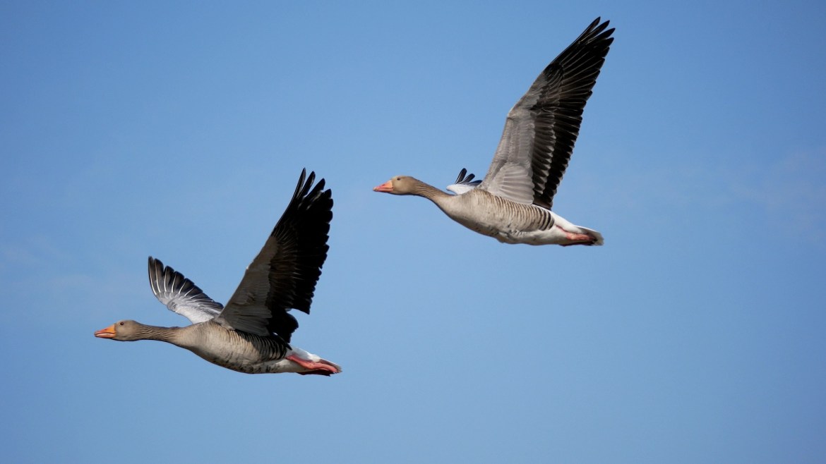 Bird Strikes: The Dangers and Consequences