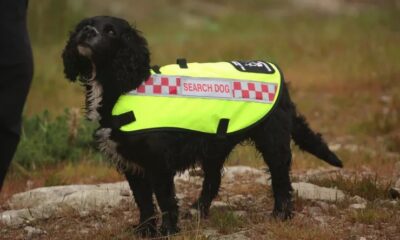 Search and rescue dogs given free cabin travel on selected easyJet flights