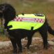 Search and rescue dogs given free cabin travel on selected easyJet flights