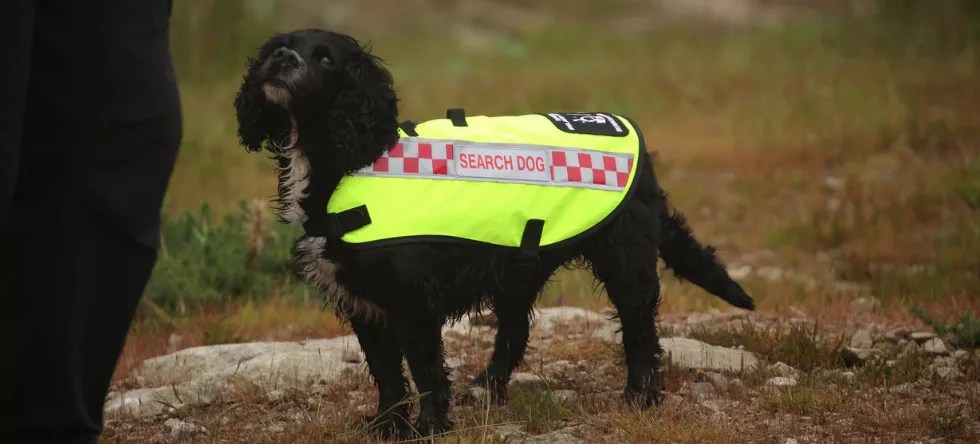 Search and rescue dogs given free cabin travel on selected easyJet flights